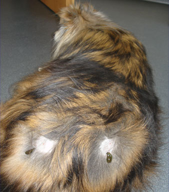 Behandlung mit Blutegeln Behandlung mit Blutegeln