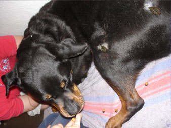 Behandlung mit Blutegeln Behandlung mit Blutegeln