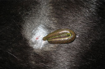 Behandlung mit Blutegeln Behandlung mit Blutegeln