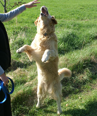 Hundetraining / Hundeberatung Hundetraining / Hundeberatung
