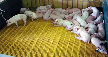 Beratung rund ums Schwein